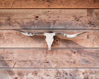 Longhorn Skull | Euro Mount | Taxidermy | Rustic Western Decor 916