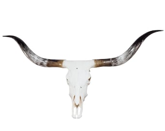 Longhorn Steer skull | Euro Mount | Taxidermy | Rustic Western Decor 834