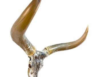 Watusi Bull Fine Skull Art | Pure Silver 99.9 Percent | High End Collector's Piece 814