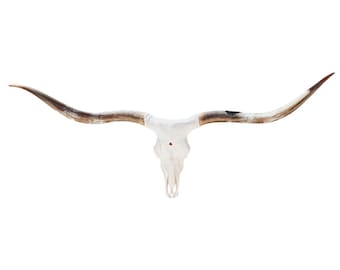 Real Texas Longhorn Cow Skull | Modern Western Bar Decor 862