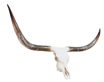 MEDIUM SKULLS 50" - 59"