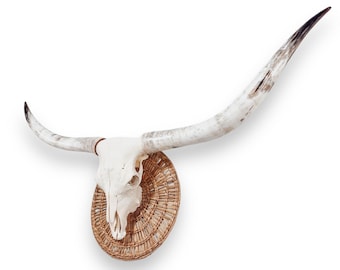 Longhorn Skull | Repurposed Art | Heirloom Western Decor 680