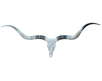 Real Longhorn Skull Art | Modern Western Fireplace Decor | Outdoor Patio Accent 869