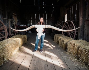 Real Longhorn Skull | 118.5 TTT Extremely Rare Skull Art Taxidermy 913
