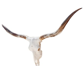 Longhorn Skull | Repurposed Art | Heirloom Western Decor 861
