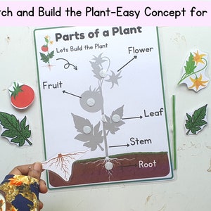 All About Plants Preschool Printable, Preschool Curriculum,preschool ...