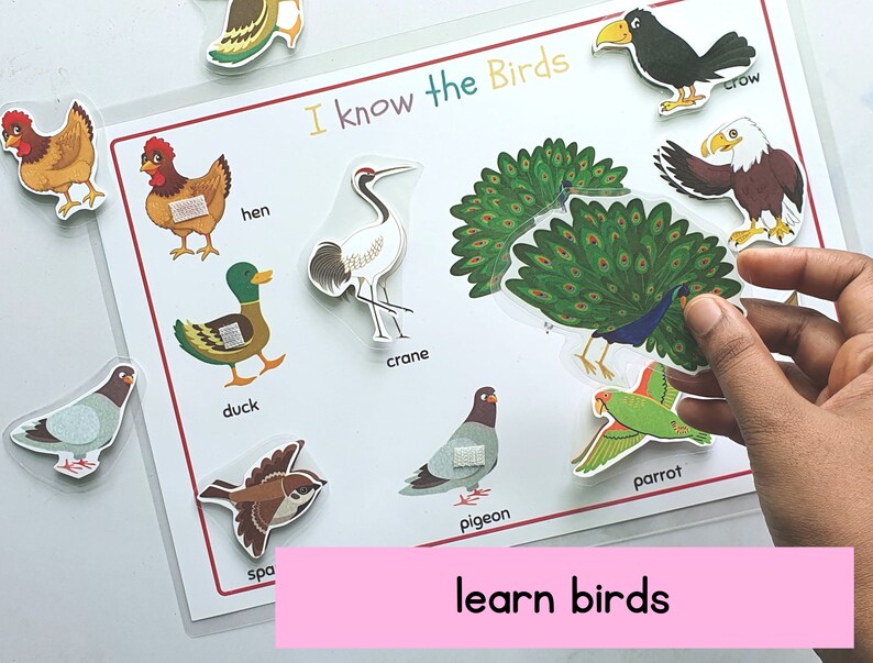 Op de afbeelding: Een kleurrijk educatief bord met de titel "I know the Birds" en afbeeldingen van verschillende vogels, waaronder een hen, een eend, een kraanvogel, een pauw, een kraai, een adelaar, een duif, een papegaai en een mus. Het bord is ontworpen om te leren over vogels en bevat de naam van elke vogel onder zijn afbeelding.