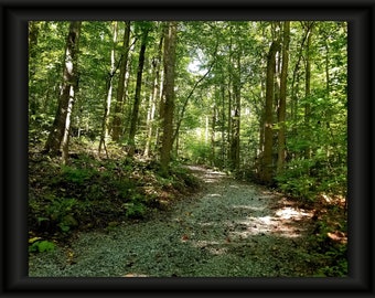 Tree Trail Photograph; Nature Digital Print; Forest; Digital Download; Nature Trail; Photography; Nature Art Print