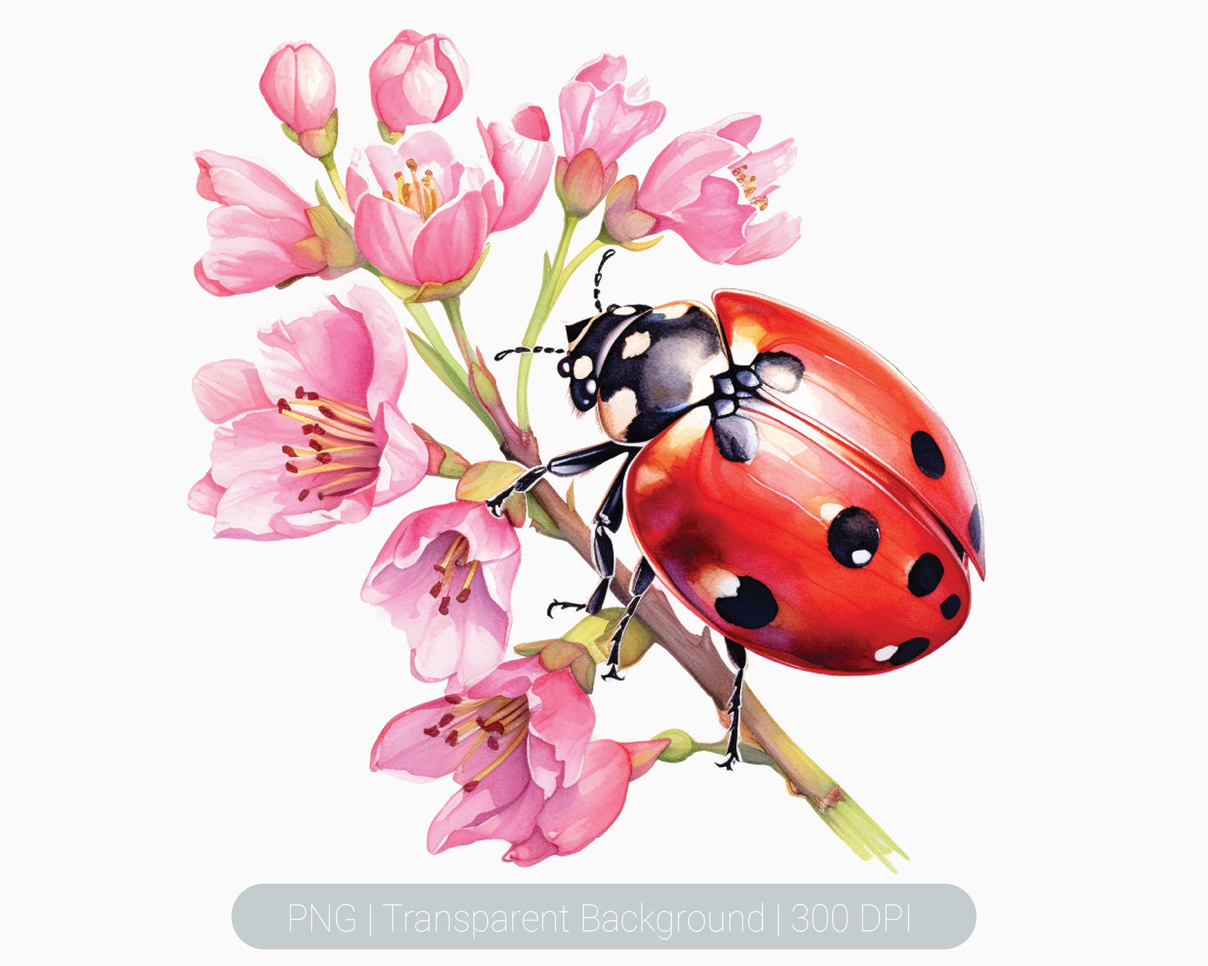 Watercolor Ladybug Clipart Bundle  Cute Insect PNG – MasterBundles