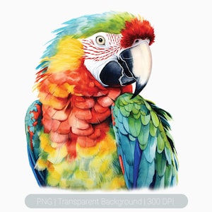 Clipart pappagallo acquerello, uccelli tropicali, clipart pappagallo floreale, grafica stampabile a sublimazione, trasparente, stampa artistica da parete per uccelli, sovrapposizioni