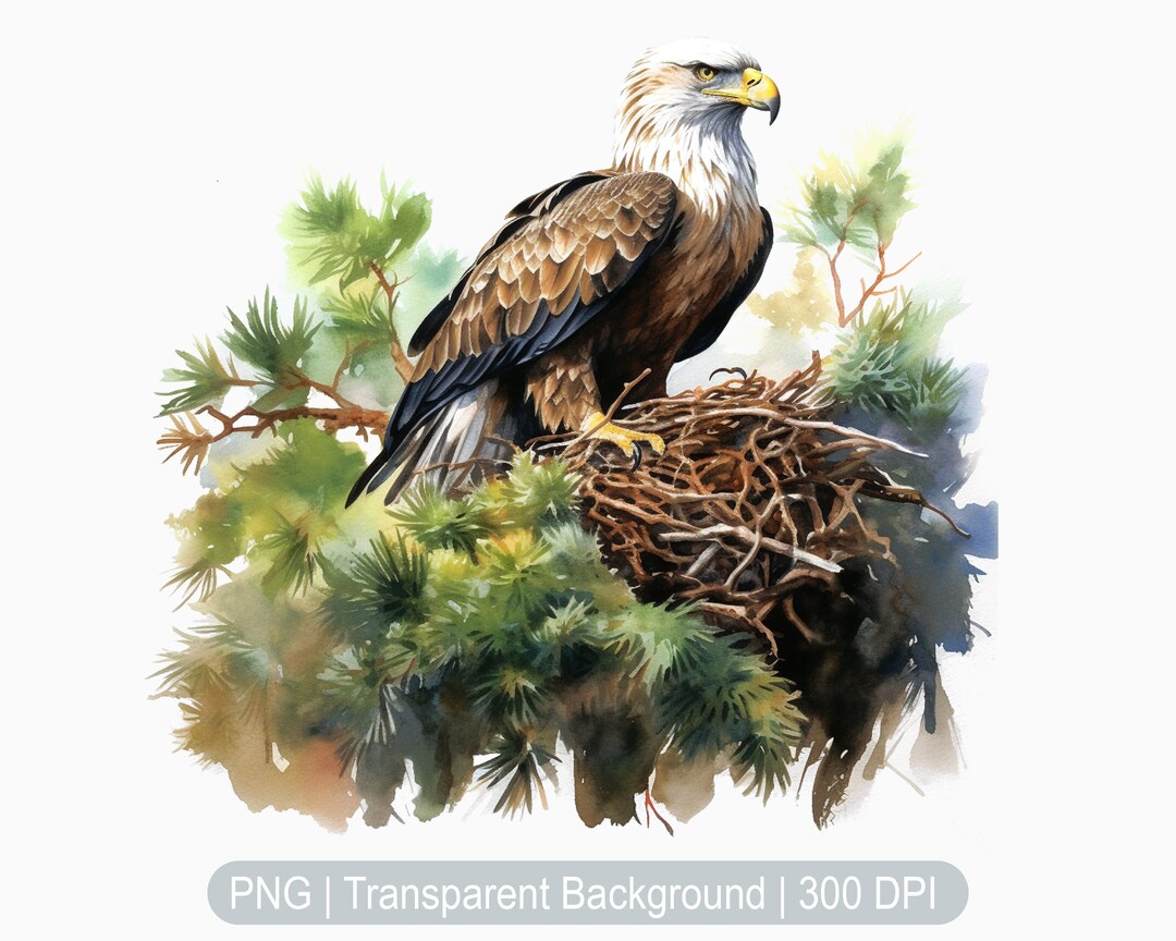 Eagle Clipart, Eagle Nest, Watercolor Eagle Png, Bald Eagle ...