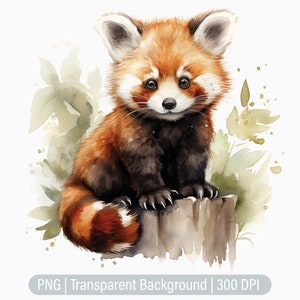 Clipart panda roux, panda PNG, ours de la forêt, fabrication de cartes, carnets indésirables, scrapbooking, sublimation graphique, png transparent, tirages d'art