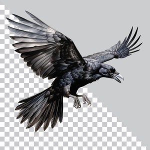 May include: A black crow with its wings spread wide, in flight. The crow has a sharp beak and dark feathers.