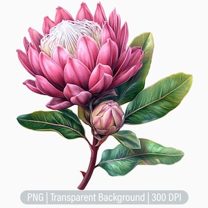 Protea Flower Clipart, South Africa National Flower PNG, Junk Journals, Scrapbooking, Printable Sublimation Graphics, Commercial Use