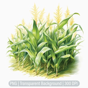 Corn Field Clipart, Corn PNG, Junk Journals, Scrapbooking, Sublimation Graphics, Transparent png, Art Prints