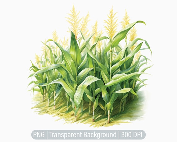 Corn Field Clipart, Corn PNG, Junk Journals, Scrapbooking, Sublimation  Graphics, Transparent Png, Art Prints - Etsy