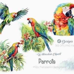 Watercolor Parrot Clipart, tropical birds with flowers and leaves, Printable  Sublimation Graphics, transparent background Wall Art Print