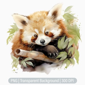 Clipart panda roux, bébé panda PNG, ours de la forêt, fabrication de cartes, journaux indésirables, scrapbooking, sublimation graphique, png transparent, tirages d'art