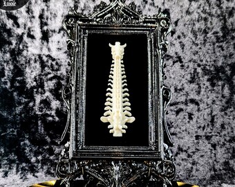 Occult Vertebrae Wall Art • Spinal Column in Black Gothic 10.25" Frame • Handcrafted Dark Academia Wall Hanging • Macabre Oddities Decor