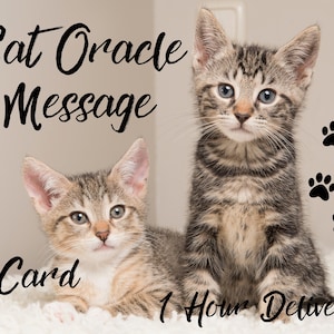 Mensagem do Oráculo do Gato, Leitura Geral de 1 Carta, Carta Autoexplicativa, Mensagem Diária dos Gatinhos, Entrega em 1 Hora, Mensagem Canalizada
