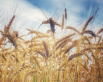 Op de afbeelding: Close-up van een veld met gouden tarwestengels, met lange, slanke bladeren en zaadkoppen. De tarwe wordt verlicht door zonlicht, met een blauwe lucht en wolken op de achtergrond. De afbeelding roept een gevoel van oogst en landbouw op.