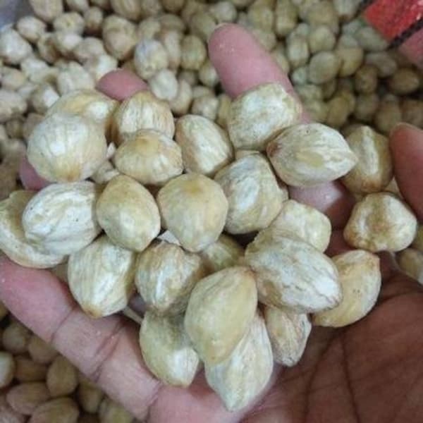 Candlenuts Indian walnut Candleberry Premium 100 Grams Indonesian Original