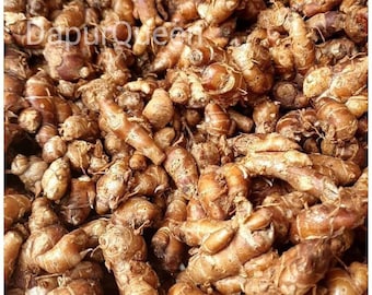Galangal Powder, Indonesian Ginger Spice (100 Grams