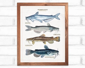 Catfish Species Print • Blue, Channel & Flathead Catfish • Unique Fish Art Decor • Digital Download