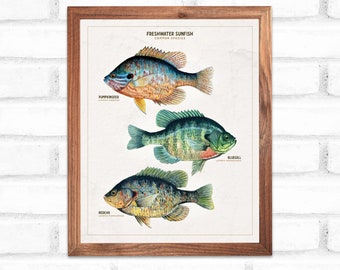 Sunfish Species Poster Print • Bluegill, Pumpkinseed & Redear • Colorful Fishing Wall Art • Digital Download