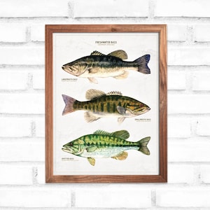 Digital download print Bass Poster, Fish wall art, bass print download, Largemouth Bass print, Fish wall art, Fathers Day fishing gift
