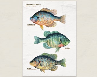 Sunfish Art Card 5×7 • Bluegill, Pumpkinseed & Redear Sunfish • Digital Download