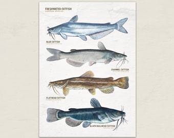 Freshwater Catfish 5x7 Printable Card • Blue, Channel & Flathead Fish Art • Instant Digital Download