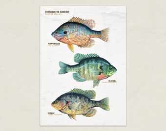 Sunfish Art Print: Pumpkinseed, Bluegill, Redear (Digital Download)