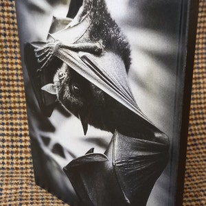 May include: A black and white photograph of a bat hanging upside down. The bat is in focus, and the background is blurred.