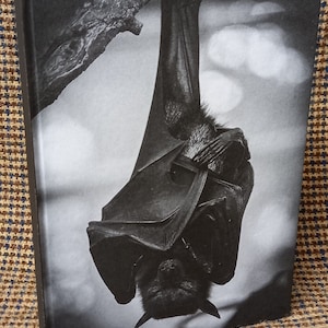 May include: A black and white photograph of a bat hanging upside down from a branch. The bat is in focus, and the background is blurred.