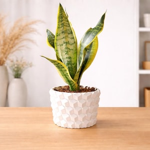 Peut inclure: Plante succulente en pot blanc à motifs géométriques sur une table en bois. Les feuilles sont vertes et jaunes rayées. Des vases décoratifs et des étagères avec des objets sont en arrière-plan.