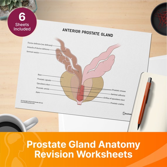 Prostata In English Prostate Gland Anatomy