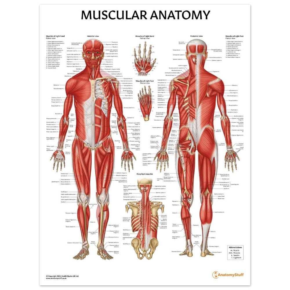 Muscular Anatomy Chart Etsy