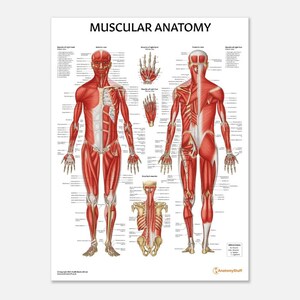 Muskulatur Anatomie Poster