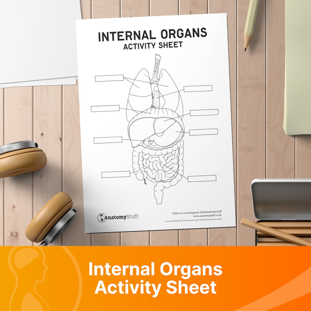 Internal Organs Body Chart.pdf Internal Organs Anatomy Poster & Activity Sheet PDF - Etsy UK