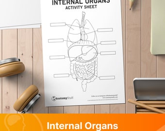 Internal Organs Anatomy Poster & Activity Sheet PDF