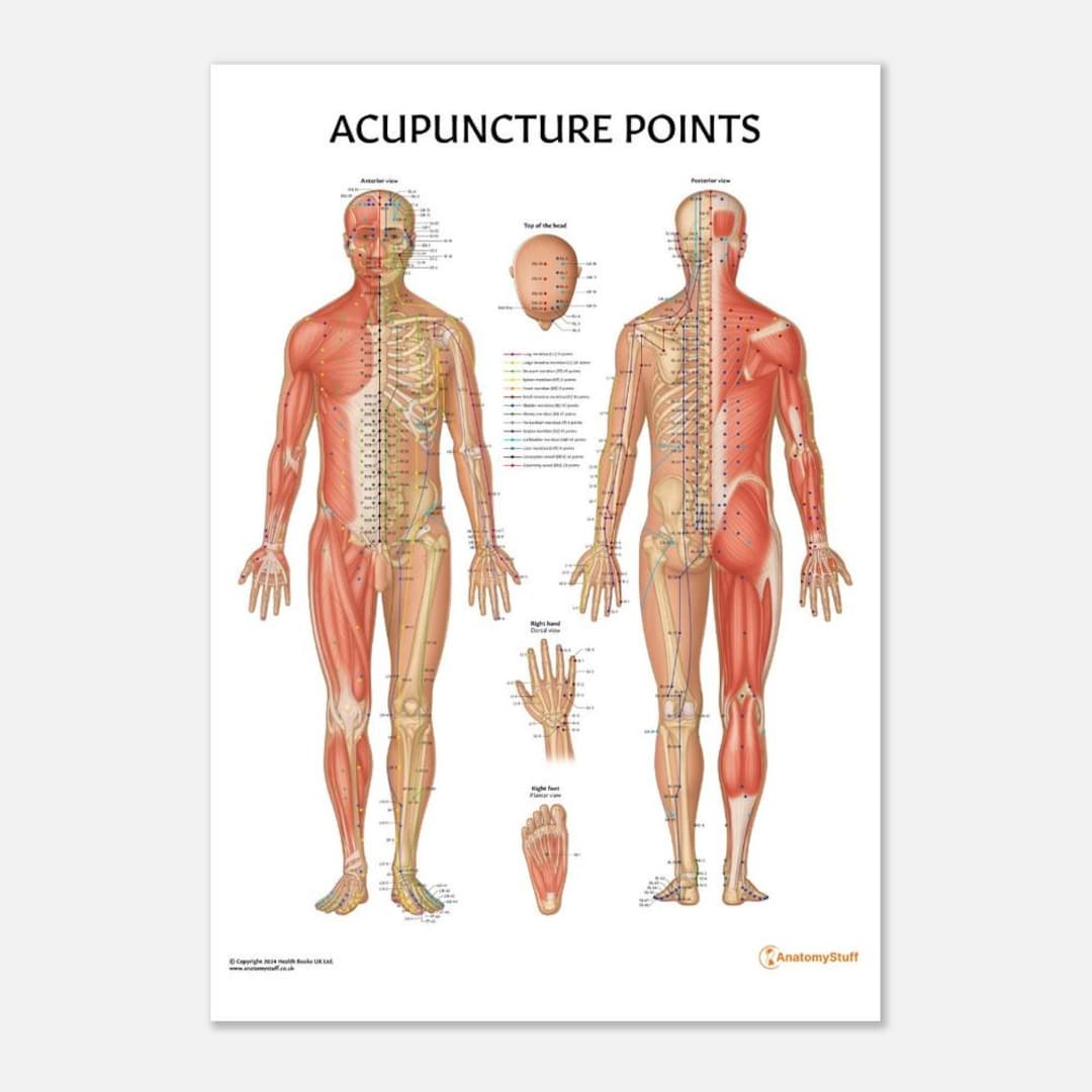 Anatomystuff Acupuncture Points Chart - Etsy