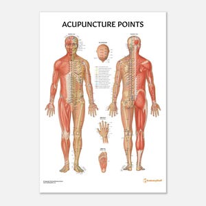 AnatomyStuff Akupunkturpunkte Diagramm