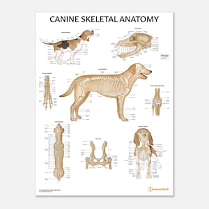 May include: A detailed anatomical illustration of a dog's skeletal system. The poster features a full-body skeletal diagram, close-ups of the skull, spine, pelvis, and legs, and labelled bones. The poster is titled "Canine Skeletal Anatomy" and includes the AnatomyStuff logo.