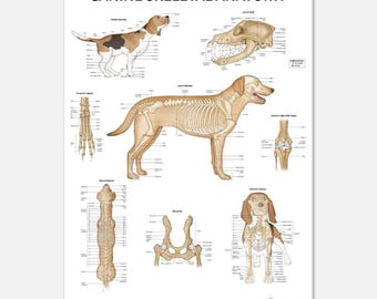 Könnte beinhalten: Eine detaillierte anatomische Illustration des Skeletts eines Hundes. Das Poster zeigt ein Skelettdiagramm des gesamten Körpers, Nahaufnahmen von Schädel, Wirbelsäule, Becken und Beinen sowie beschriftete Knochen. Das Poster trägt den Titel "Canine Skeletal Anatomy" und enthält das AnatomyStuff-Logo.