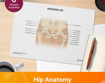 May include: A labeled diagram of the anterior hip, showing the bones and joints of the hip. The diagram is in black and white and includes the following labels: Ilium crest, Ilium bone, Sacroiliac joint, Sacrum bone, Coccyx bone, Obturator foramen, Wing of Ilium, Acetabulum, Femoral head, Femoral neck, Greater trochanter, Pubis bone, Ischium bone, Lesser trochanter, and Pubic symphysis.