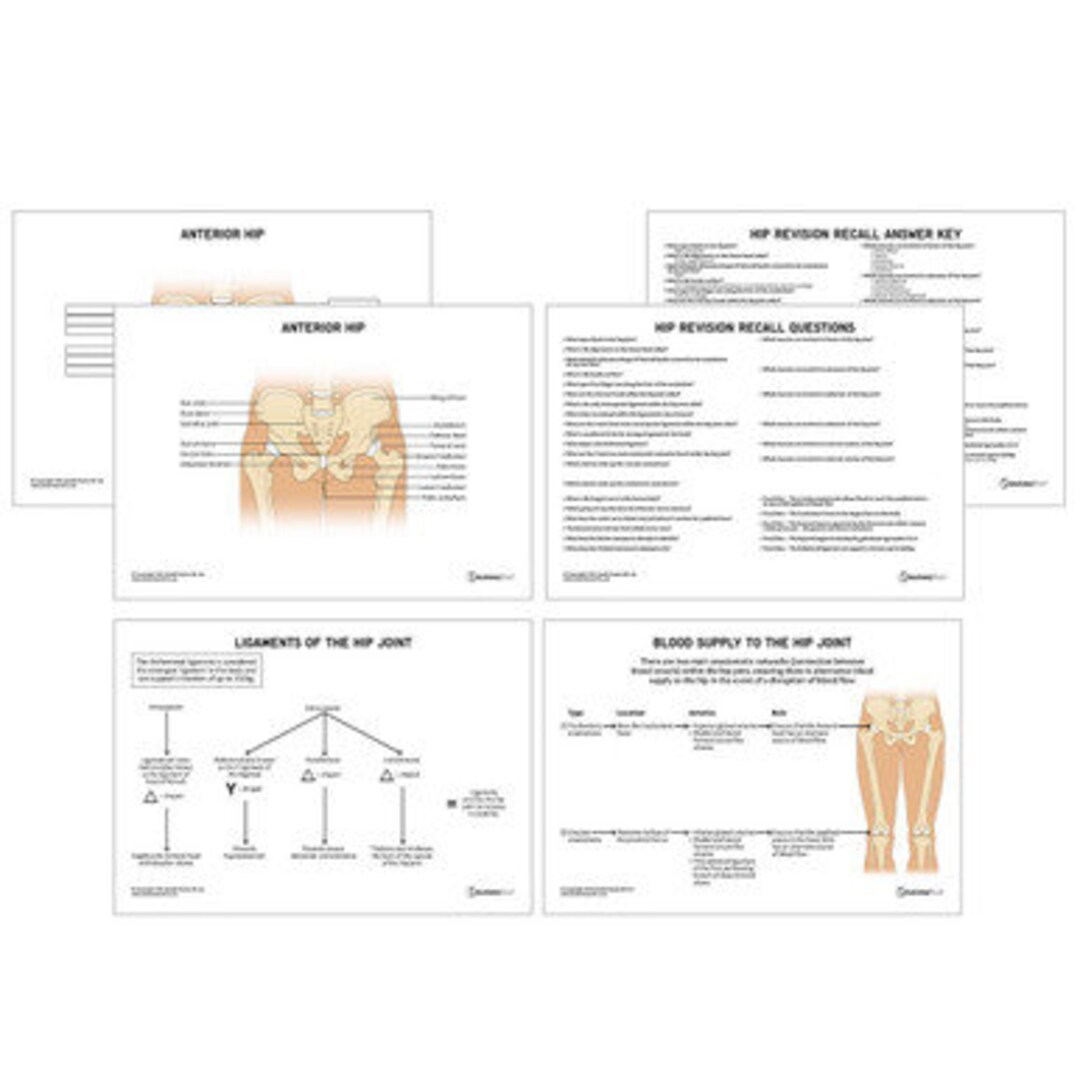 Hip Anatomy Revision Worksheets interactive and Printable Etsy