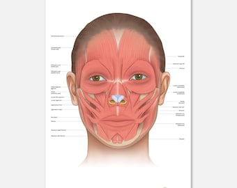 Poster Anatomie musculaire du visage