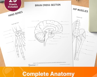 Urinary System Anatomy Revision Worksheets interactive and Printable Urinary System Anatomy Revision Worksheets interactive and Printable