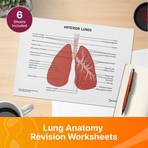 Lung Anatomy Revision Worksheets (Interactive and Printable PDFs)